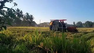 Proses Panen Padi Menggunakan Mesin Pemanen Padi Kubota