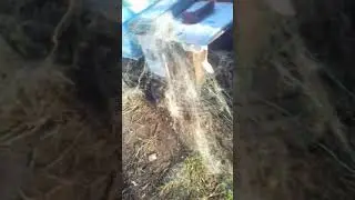 сети против синиц