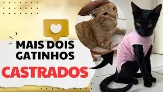 Gatos castrados. Loirinho e Preta Gil!🙏🏼
