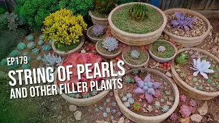 #179 String of pearls and other filler plants