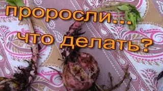 ЛИЛИИ с Отростками.  Осенняя Посадка.  Поздние Цветы.  Последние ягоды.