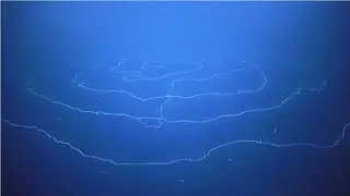 Это самое большое животное на планете