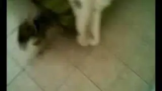 Zoa gets a treat - Take 1