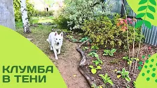 Теневая клумба за домом