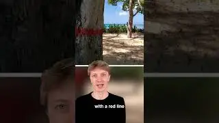 NEVER Touch This Tree