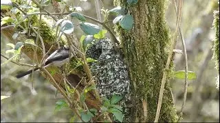 Long-tailed tit nesting on a tree