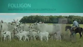 Folligon - Linha Reprodutiva - MSD Saúde Animal