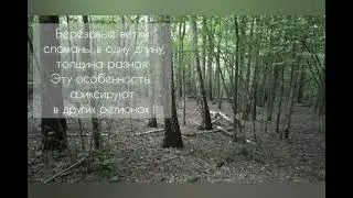 #82     31 июля 2021 г. йети. снежный человек. леший. Bigfoot
