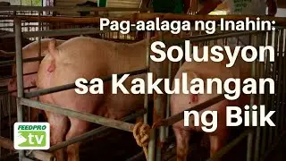 Pag-aalaga ng Inahin: Solusyon sa Kakulangan ng Biik