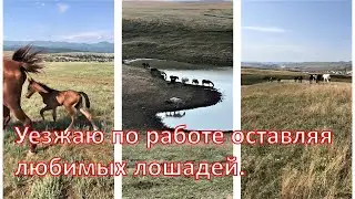 Уезжаю по работе оставляя любимых лошадей.