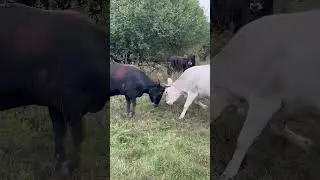 Борьба за травку 😂