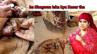 is bejuban ka kya Kasur hai# Varsha Bulbul family vlogs ##News Video #village belongs videos Indian