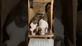 Ambull Puppies Treadmill Fun