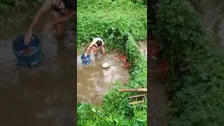 penyedian indukan baster