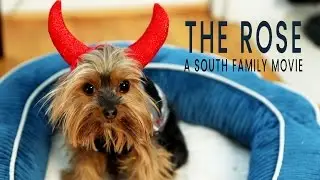 How Rosie (Yorkie) became the DEVIL - Elizabeth, Nathan, & Anna South Film 1