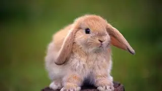 Cute rabbit 😊 Funny animals 😗