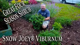 Snow Joey™ Viburnum Planting - Four Season Landscape Interest