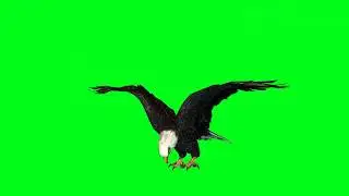 Green Screen - Eagle Attack