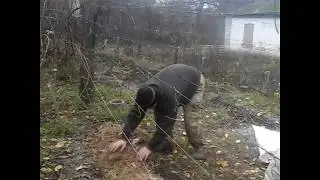 укрываем виноград на зиму