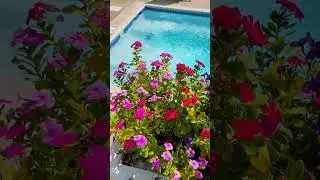 McLean Virginia One Life Fitness former Regency Club  nobody water the plants 24th of August 2024