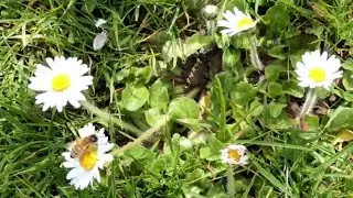 Common Daisy Plants