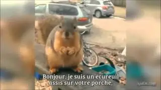 EPIC BATTLE FAST RAPPING EGGS VS SQUIRREL