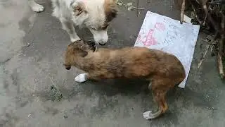 Mother dog/Sibling Stray pups/White Stray dog eating biscuits in rainy evening/Mother dog sleeping