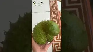 dahlah