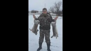Охота на зайца 2020  Hunt for a hare 2020