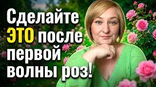 Розы зацветут в 2 раза пышнее в августе! Сделайте ЭТО с кустами роз в конце июня