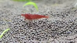 Креветки 