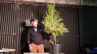 Beginner Bonsai, Aussie Native melaleuca