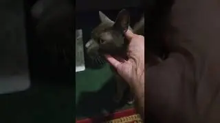 hungry cat asks for food