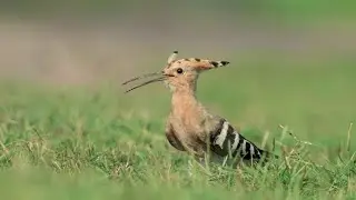 Some Beautiful Indian birds | Indian Most Beautiful Birds | Birds Photography | Wildlife Photography