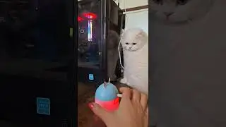 cute cat is enjoying clod evaporator 🤣🤦‍♀️