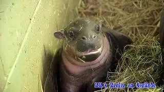 Cute Baby Animals