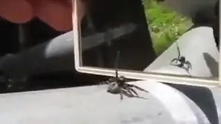 A spider reaction when it sees itself in mirror [ Spider Dance ]