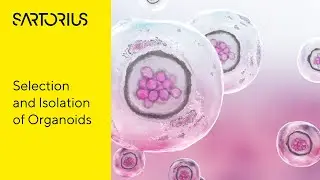 Science Corner: Is It Possible to Pick Organoids with CellCelector?