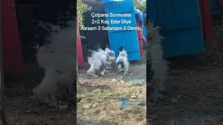 anlayan anladı bile