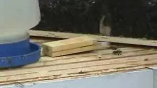 Start Bee Keeping To Get Home-Based Honey.. Yummy!