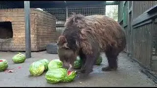 Маша и компания