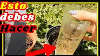 Como lograr que un pedazo de romero // haga RAíZ ✔🌿👆