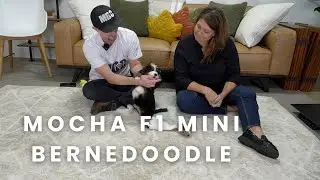 Mocha Our Available F1 Mini Bernedoodle Puppy Here at Mountain Dog Companion!