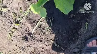 ПРОГУЛКА С БОНЕЙ и КОНЕЧНО ОБЗОР НА ПАРФЮМ ДЕ ПАРИЖ