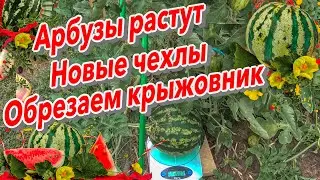 Арбузы растут Новые чехлы Обрезаем крыжовник