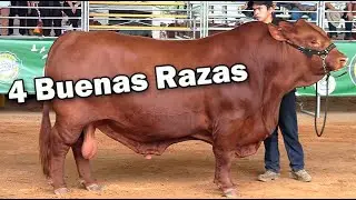 4 BUENAS RAZAS BOVINAS - Desde LA Feria Ganadera EXPOMALOKAS 2023