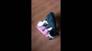 oreo the black shih tzu