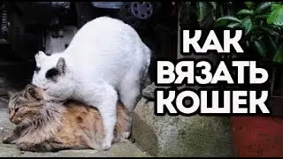 Как вязать кошку и прервать беременность собак? Вет Ответ.