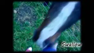 My New Boy//Swallow