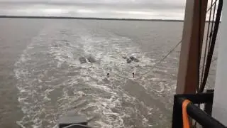 Oil & Gas Seismic Blasting, Cook Inlet, Alaska